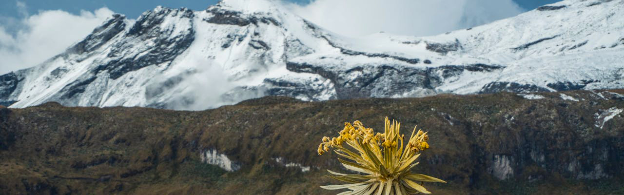 Lush rainforest plants along the 6-day Marangu Route on Mount Kilimanjaro