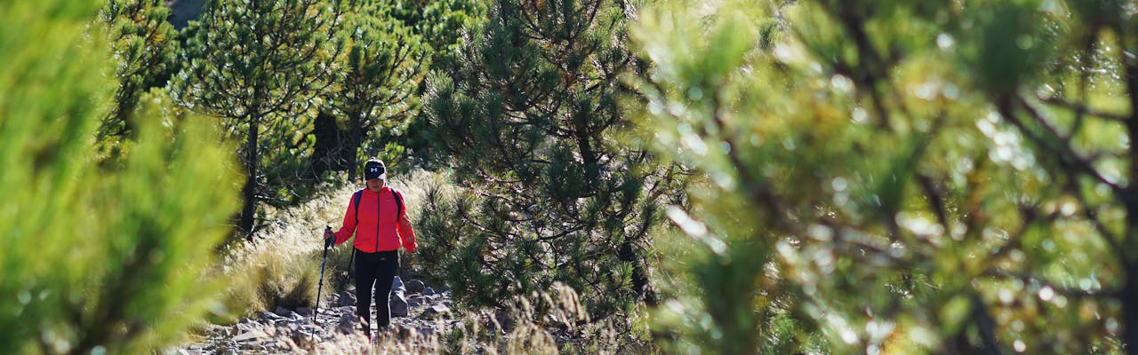 Lush forest along the 7-day Rongai Route on Mount Kilimanjaro