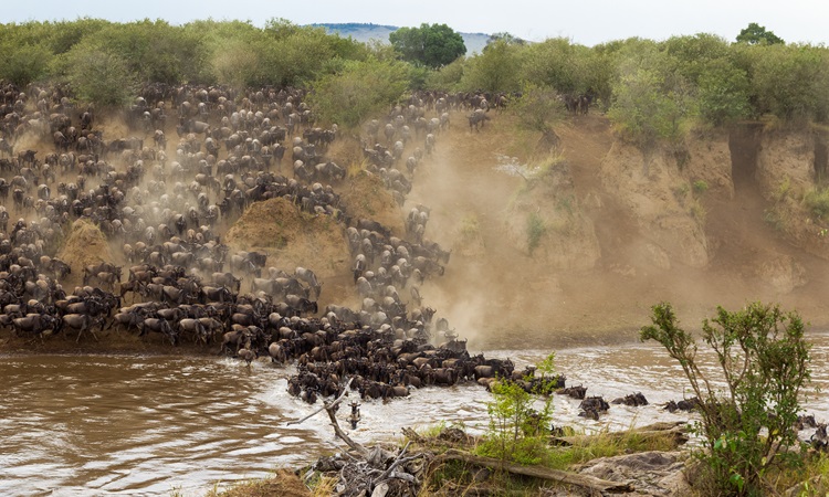 Thousands of wildebeest crossing the Mara River during the Great Migration in Serengeti. The Best Season For Serengeti Safari showcases this dramatic wildlife spectacle