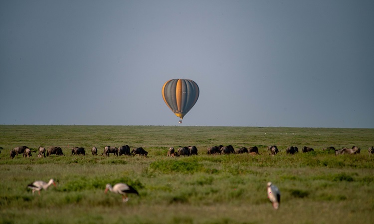 A hot air balloon floating over a vast herd of wildebeest in the Serengeti during migration season. The Best Season For Serengeti Safari offers breathtaking wildlife views from above.