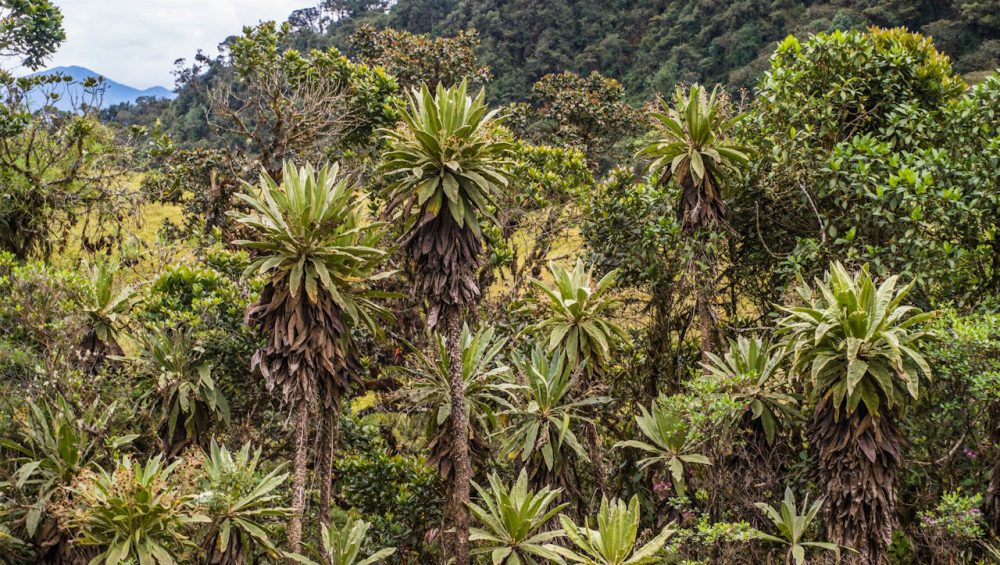 How to climb Mount Kilimanjaro successfully with natural vegetation and plantation on the mountain slopes