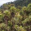 How to climb Mount Kilimanjaro successfully with natural vegetation and plantation on the mountain slopes