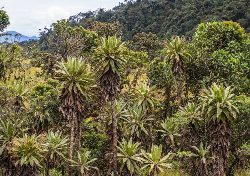 How to climb Mount Kilimanjaro successfully with natural vegetation and plantation on the mountain slopes