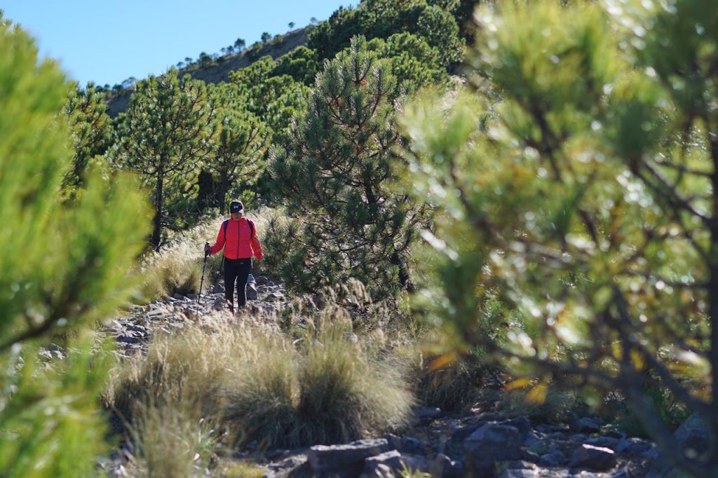 Visitor walking along Kilimanjaro hiking trail surrounded by mountain forest scenery during trekking expedition.