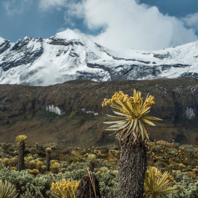 Climber standing at Uhuru Peak on Mount Kilimanjaro summit