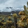 Best Kilimanjaro route for beginners showing Lemosho and Machame trekking paths