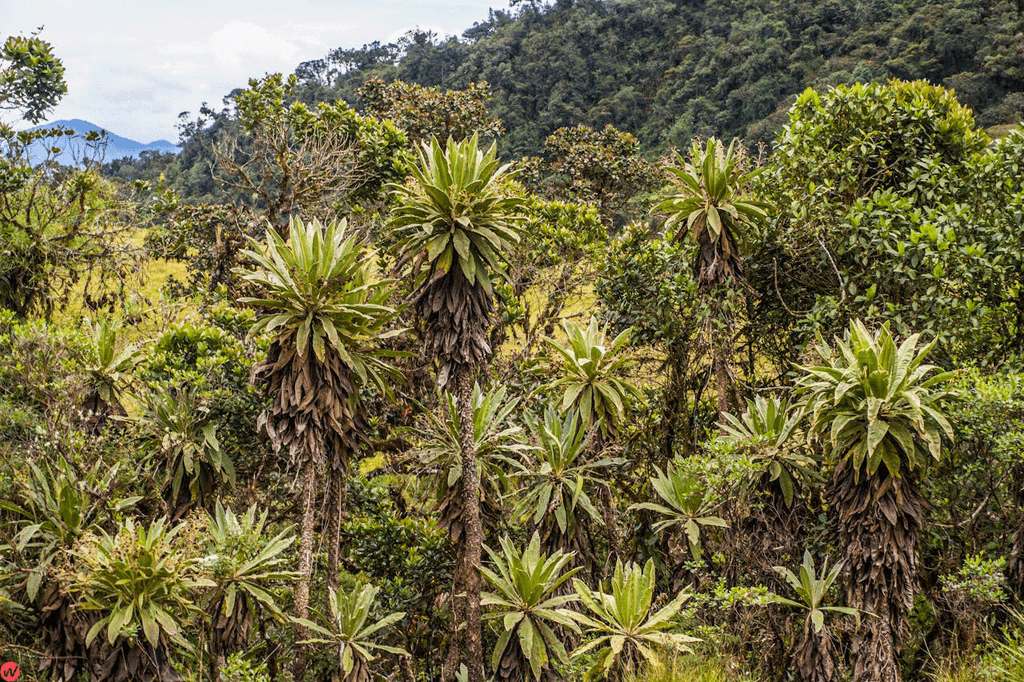 Beautiful scenic view of Mount Kilimanjaro rising above the surrounding Tanzanian landscape