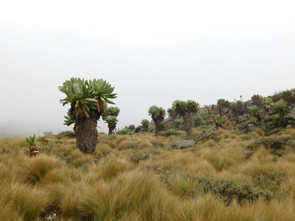 Kilimanjaro summit rising above clouds with varying weather conditions across the mountain.