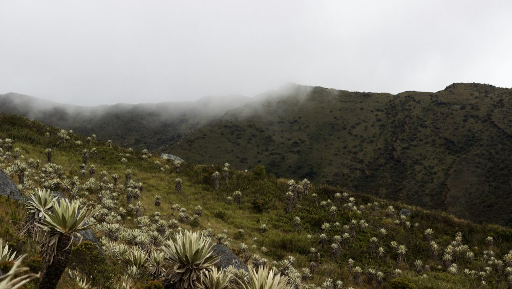 Machame Route Kilimanjaro trekking trail through rainforest, moorland, and alpine desert landscapes
