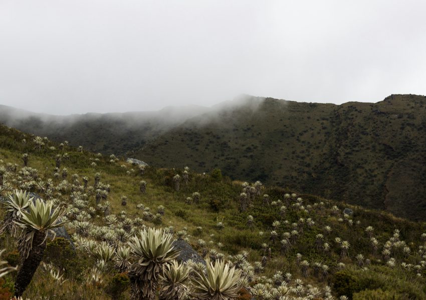 Machame Route Kilimanjaro trekking trail through rainforest, moorland, and alpine desert landscapes