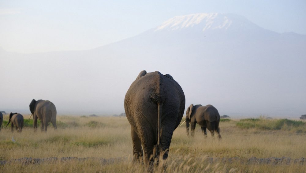 Animals on Mount Kilimanjaro across diverse ecological zones from rainforest to alpine desert.