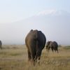 Animals on Mount Kilimanjaro across diverse ecological zones from rainforest to alpine desert.