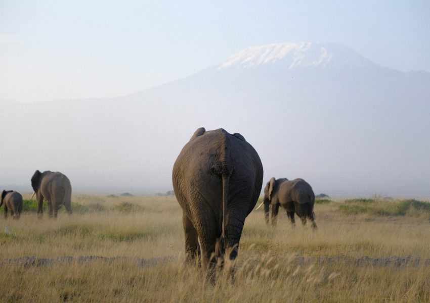 Animals on Mount Kilimanjaro across diverse ecological zones from rainforest to alpine desert.
