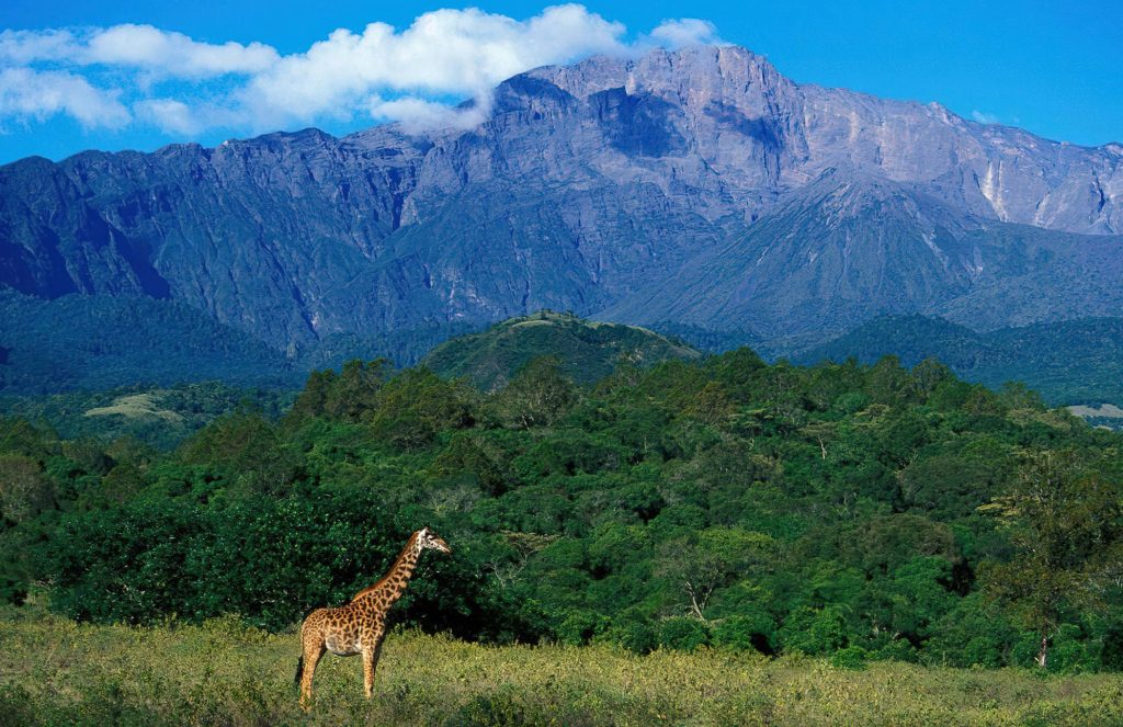 Giraffe grazing in Arusha National Park with volcanic mountains in the background.