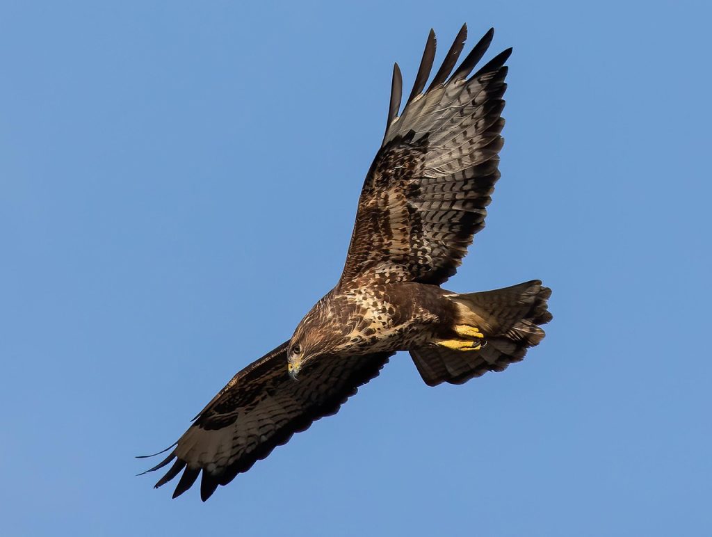 Augur buzzard gliding through clear skies while searching for prey