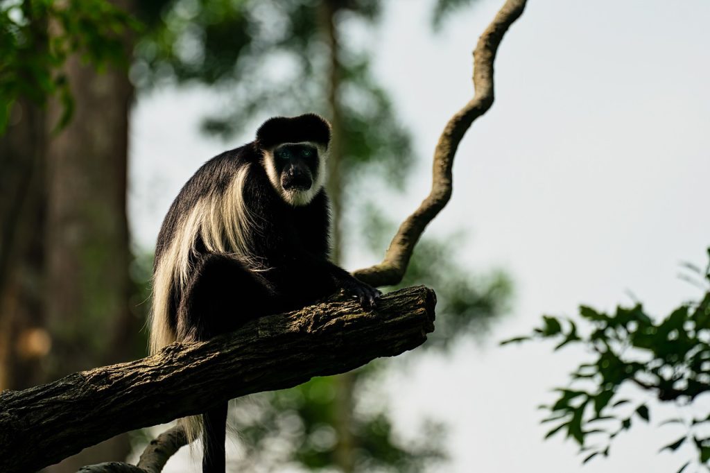 Black-and-white colobus monkey resting on a tree branch with long flowing tail