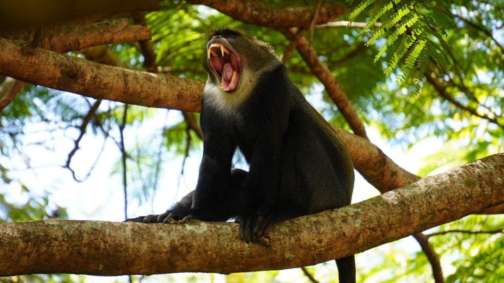 Blue monkey moving through forest canopy in search of fruits and leaves