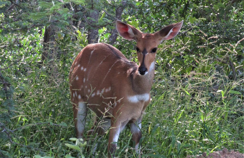 Bushbuck standing among dense forest vegetation and shrubs