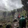 Climbers trekking on Mount Kilimanjaro during rainy season with cloudy skies and wet mountain trails
