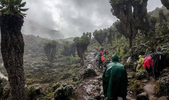 Climbers trekking on Mount Kilimanjaro during rainy season with cloudy skies and wet mountain trails