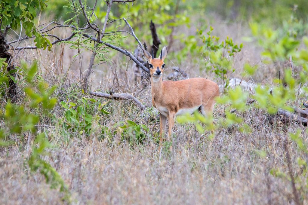 Small duiker feeding on leaves in thick undergrowth
