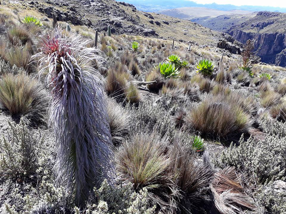 Giant lobelia growing in Kilimanjaro's afro-alpine vegetation zone