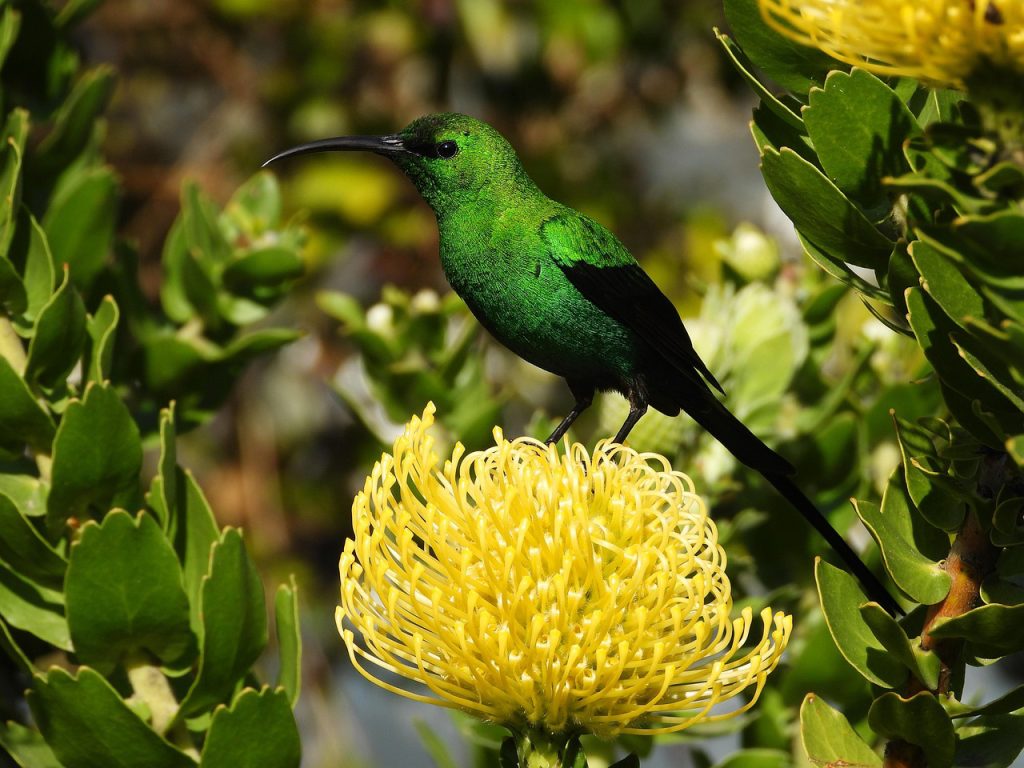 Malachite sunbird feeding on nectar from colorful flowers