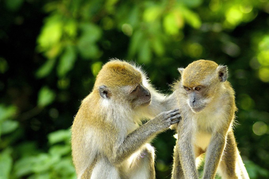 Olive baboon walking with its troop through woodland habitat