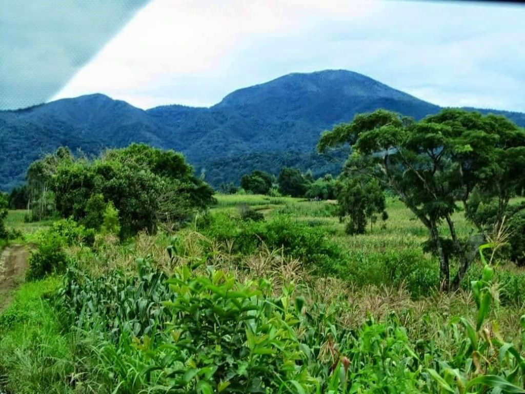 Rungwe Mountain in Tanzania’s Southern Highlands surrounded by lush forests, tea plantations, and rolling volcanic landscapes.