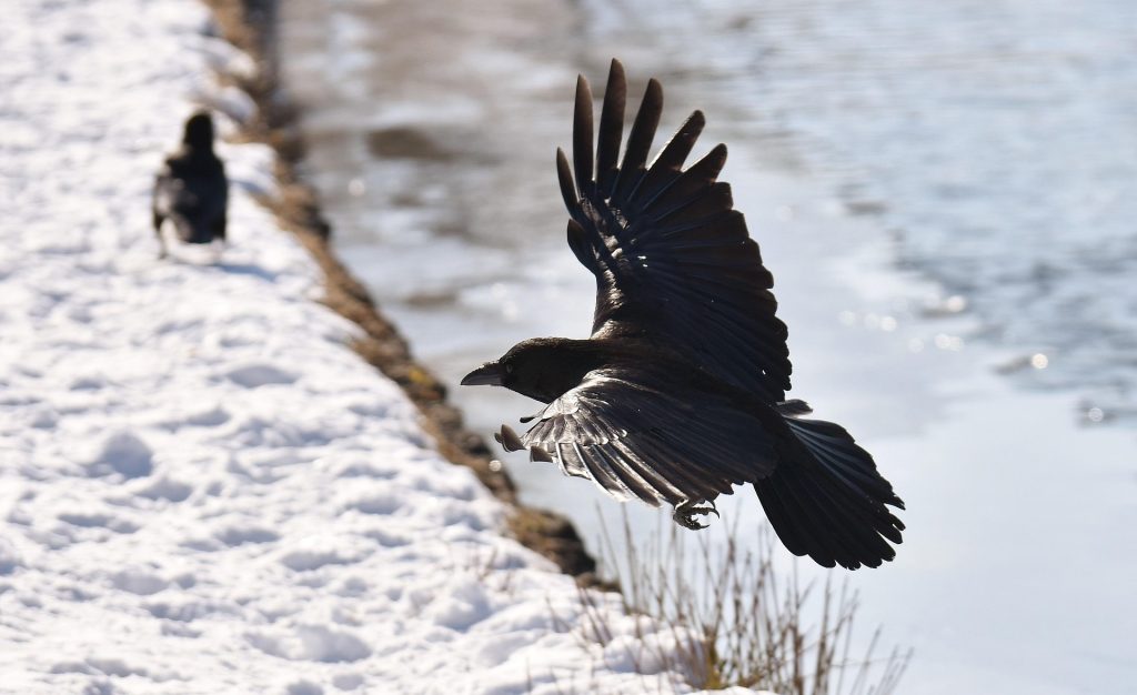 White-necked raven soaring above rocky mountain slopes