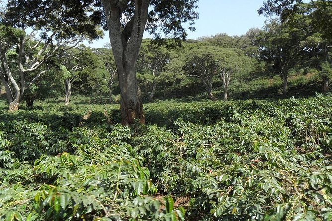 Coffee plantation near Mount Meru in Arusha showing green coffee plants and local farming landscape.