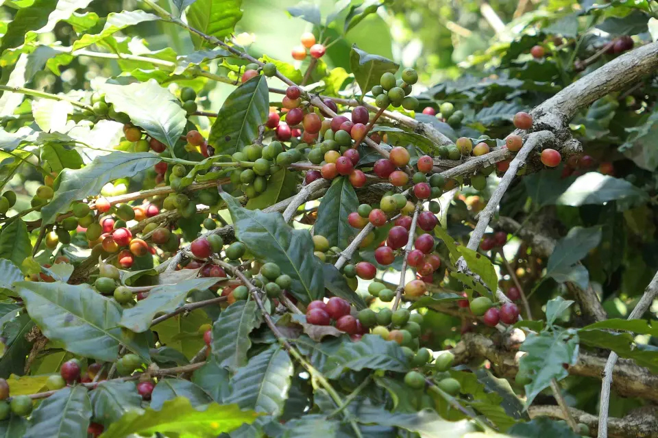 Arabica coffee farm on Mount Kilimanjaro in Tanzania