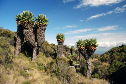 Giant groundsel plant adapted to cold conditions on Mount Kilimanjaro
