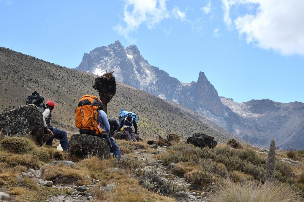 Small alpine plants growing on Mount Kenya with rugged mountain peaks rising in the background.