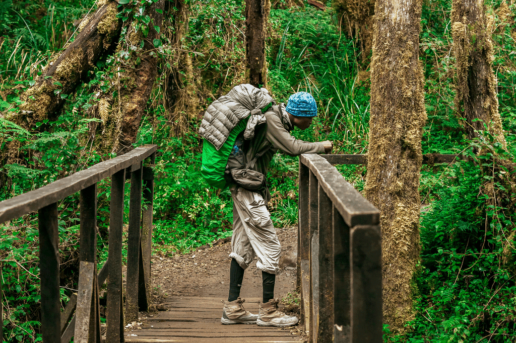 Kilimanjaro forest along the Marangu Route with lush vegetation and a mountain hiking trail.