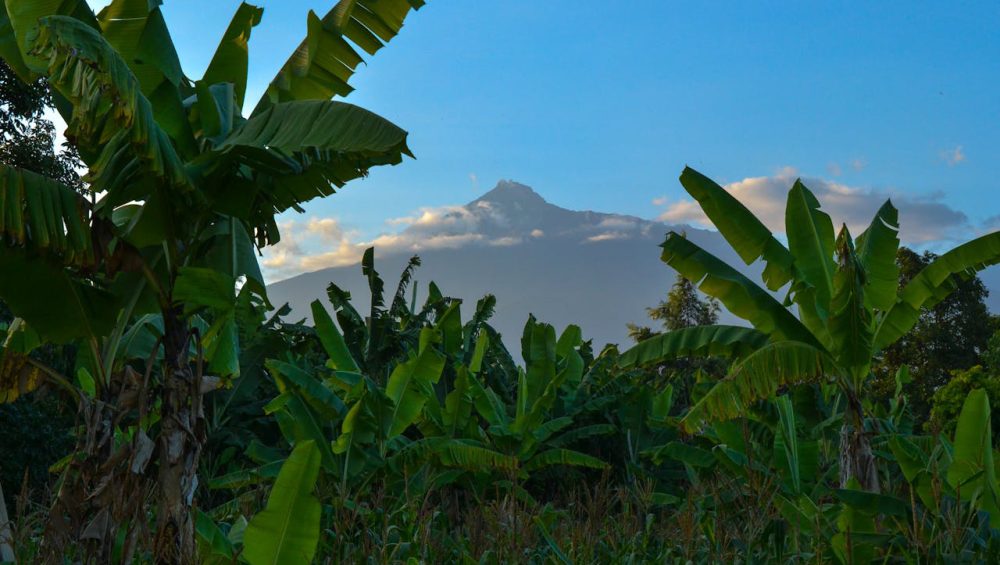 Chagga people of Tanzania working on banana and coffee farms on the slopes of Mount Kilimanjaro