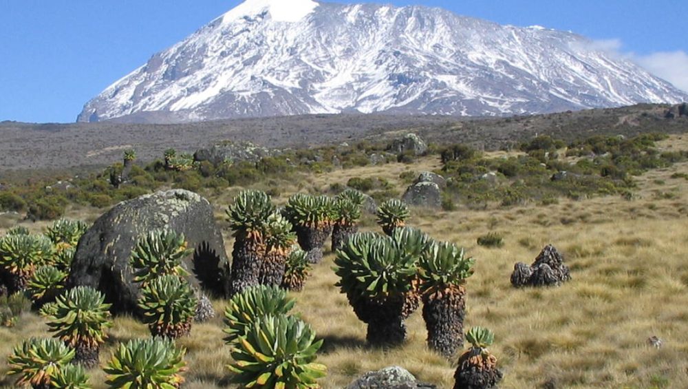 Mount Kilimanjaro flora and fauna across diverse ecological zones with unique plants and wildlife together.