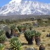 Mount Kilimanjaro flora and fauna across diverse ecological zones with unique plants and wildlife together.
