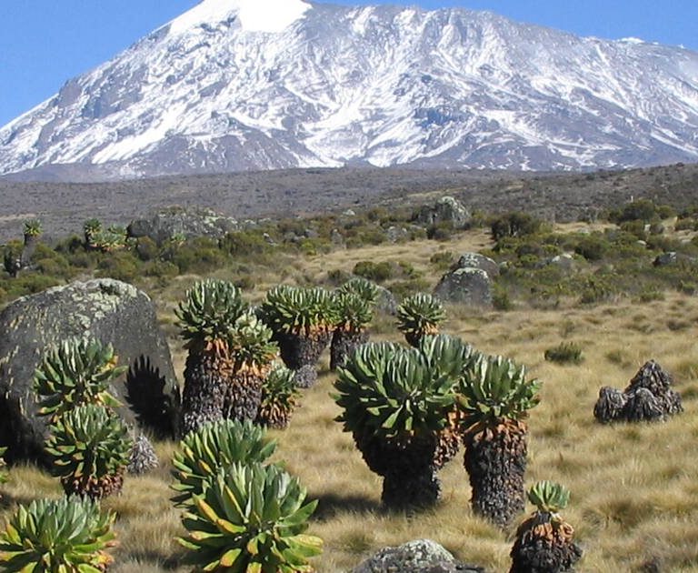 Mount Kilimanjaro flora and fauna across diverse ecological zones with unique plants and wildlife together.