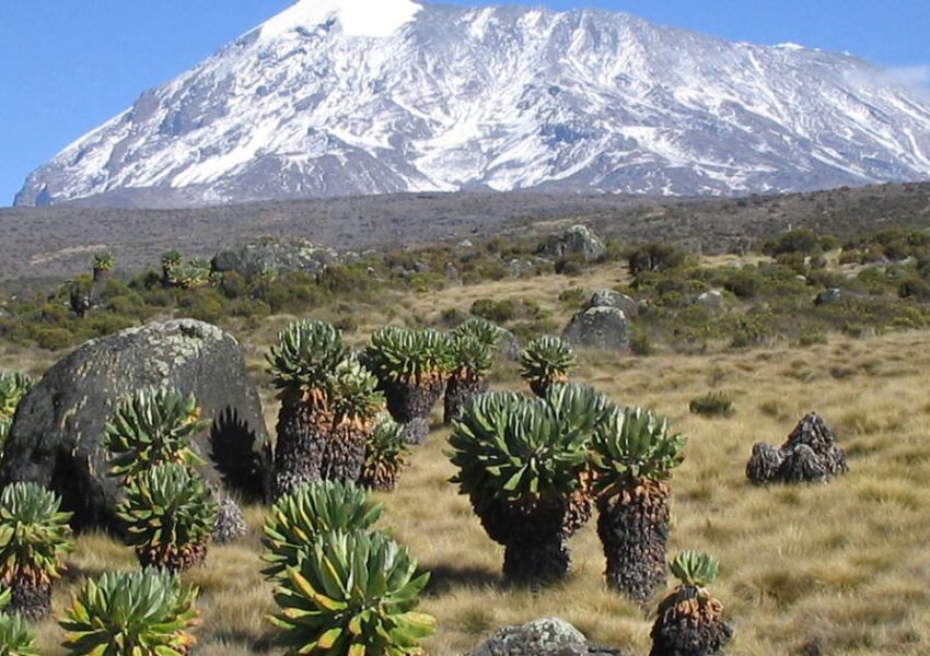 Mount Kilimanjaro flora and fauna across diverse ecological zones with unique plants and wildlife together.