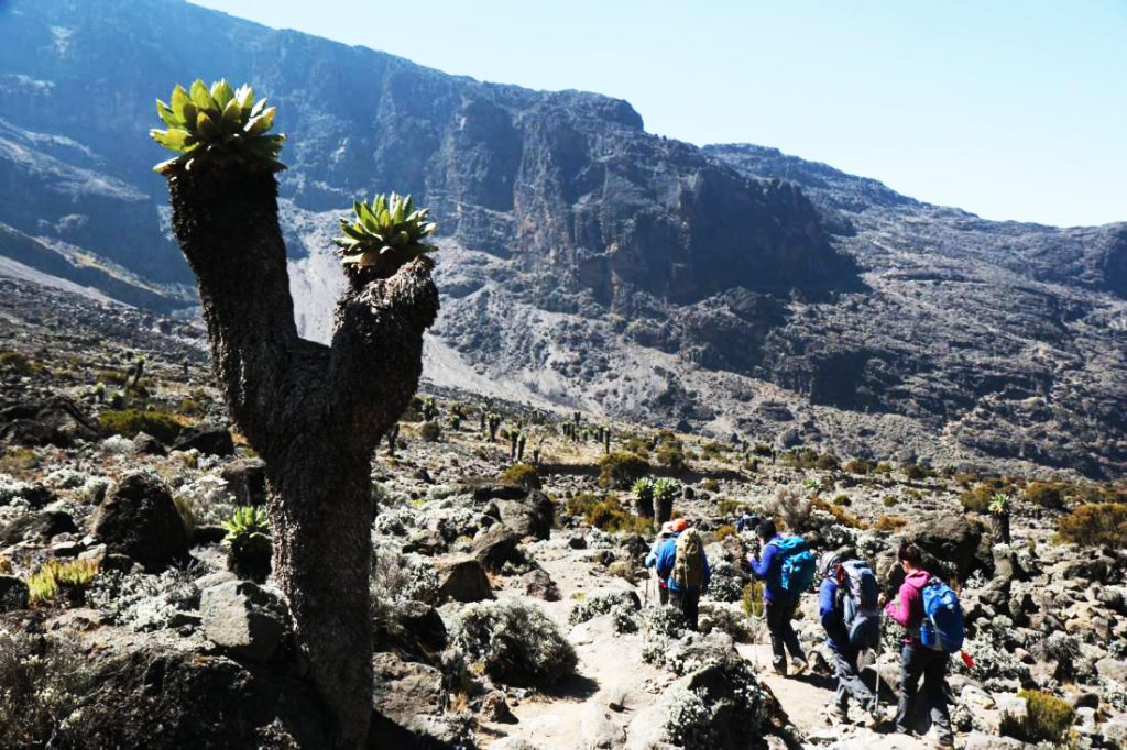 Climbers hiking near Barranco Wall with giant lobelia plants on Mount Kilimanjaro’s Shira Plateau.