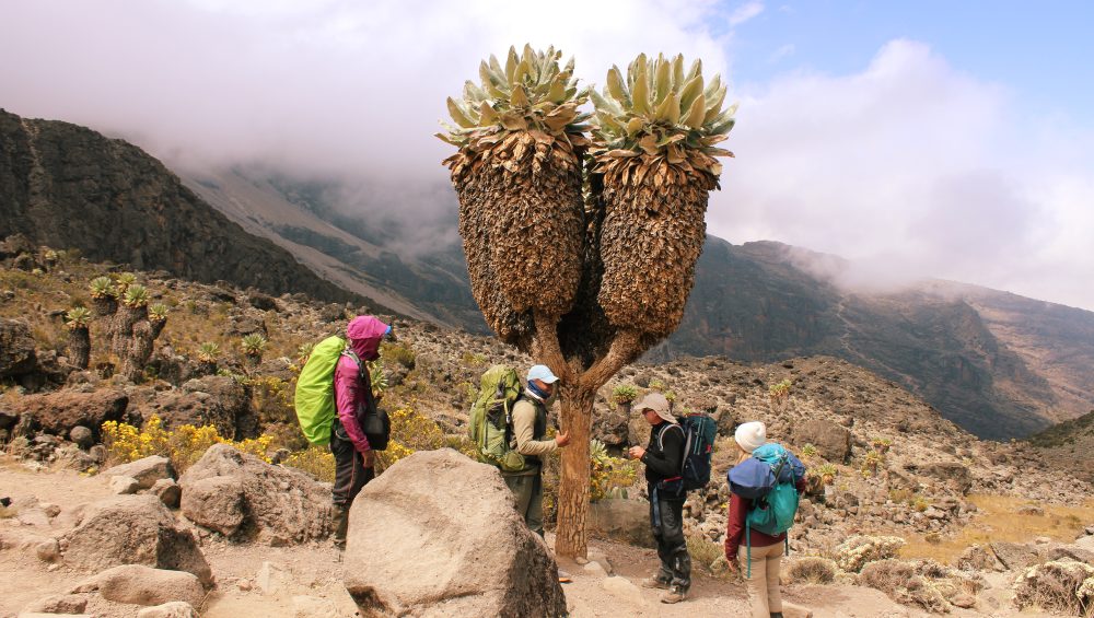 Giant lobelia growing in Kilimanjaro alpine zone during a mountain trekking adventure