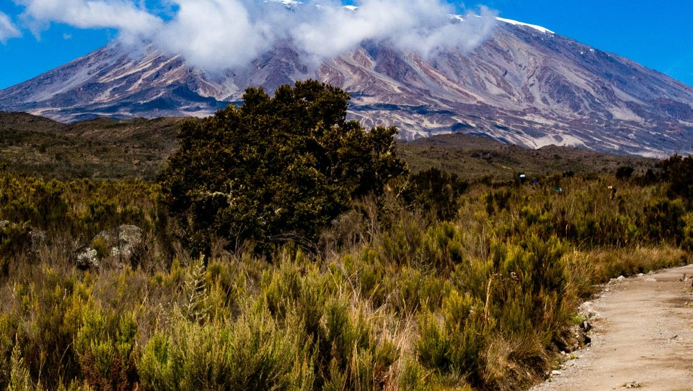 Kilimanjaro moorland landscape along Northern Circuit trail