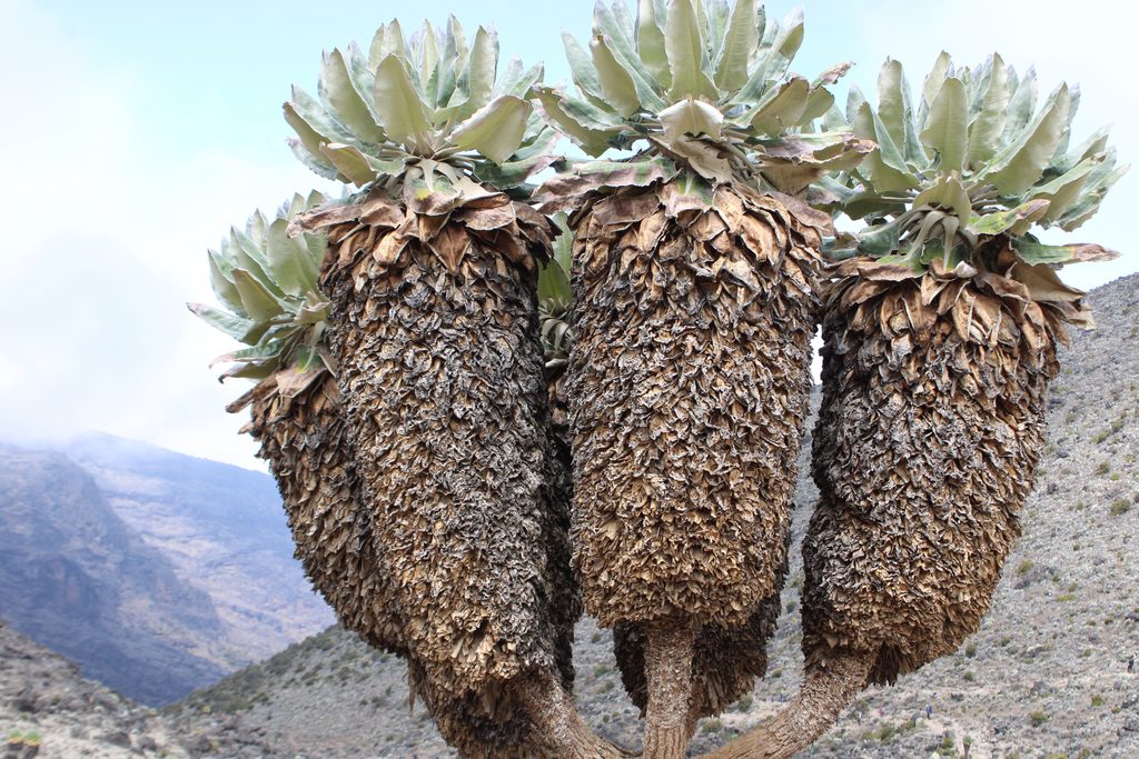 Giant lobelia growing naturally on Mount Kilimanjaro in Tanzania's alpine zone.